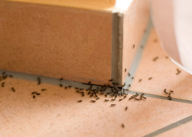 Slika od Kako se riješiti mrava bez kemikalija: Stručnjak otkrio tri prirodna rješenja