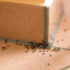 Slika od Kako se riješiti mrava bez kemikalija: Stručnjak otkrio tri prirodna rješenja