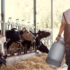 Slika od Kravlje mlijeko u Crnoj Gori ima šest puta više bakterija od dopuštenog u EU