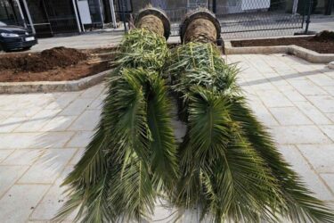 Slika od Na cavtatskoj rivi posađeno pet novih palmi