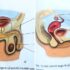 Slika od Ovo je udžbenik za 6. razred, pogledajte kako su prikazali muški, a kako ženski organ!