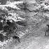 Slika od Pogledajte video: Sunce izmamilo vukove na čistinu, u blizini Risnjaka odmaraju na livadi