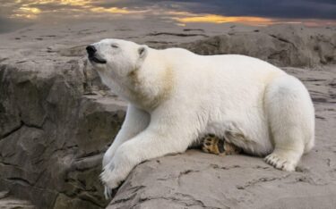 Slika od Polarnim medvjedima prijeti izgladnjivanje, ne mogu pronaći dovoljno hrane