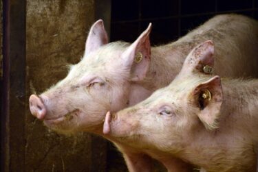 Slika od Procurio frapantan podatak o svinjama u Hrvatskoj: Nakon afričke kuge došlo do velikog preokreta