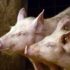 Slika od Procurio frapantan podatak o svinjama u Hrvatskoj: Nakon afričke kuge došlo do velikog preokreta