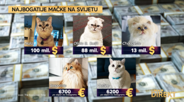 Slika od Zarađuju milijune, prate ih milijuni: Upoznajte najbogatije instagram mačke