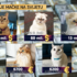 Slika od Zarađuju milijune, prate ih milijuni: Upoznajte najbogatije instagram mačke
