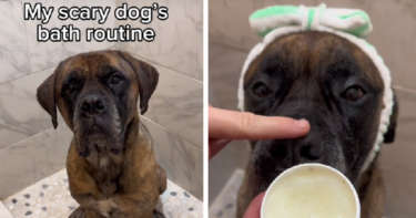 Slika od 60 milijuna pregleda: Video psa koji uživa u svojoj večernjoj rutini oduševio TikTok
