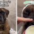 Slika od 60 milijuna pregleda: Video psa koji uživa u svojoj večernjoj rutini oduševio TikTok