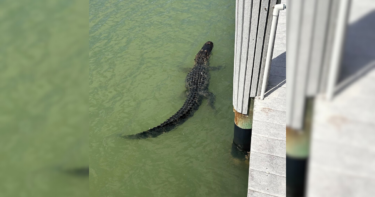 Slika od Aligator se sunčao u zaljevu pa brzo pobjegao čim se pojavila policija