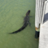 Slika od Aligator se sunčao u zaljevu pa brzo pobjegao čim se pojavila policija