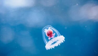 Slika od Besmrtna meduza (8 načina na koje izaziva znanost)
