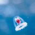Slika od Besmrtna meduza (8 načina na koje izaziva znanost)