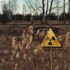 Slika od Biolozi proučavali crve iz Černobila: ‘Ovo otkriće moglo bi pomoći i ljudima’