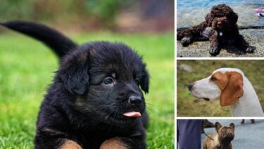 Slika od Ekskluzivno donosimo preciznu top listu 30 najpopularnijih pasmina pasa u Hrvatskoj!