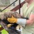 Slika od FOTO Kod Gline pronašli najveću pticu grabljivicu u Europi, imala je slomljeno krilo. Spasili su ju