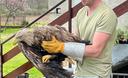 Slika od FOTO Kod Gline pronašli najveću pticu grabljivicu u Europi, imala je slomljeno krilo. Spasili su ju