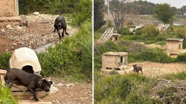 Slika od FOTO Potresne slike: ‘Zatočeni vukovi u Splitu naučeni su na ljude, u dobrom su stanju…’