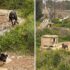 Slika od FOTO Potresne slike: ‘Zatočeni vukovi u Splitu naučeni su na ljude, u dobrom su stanju…’