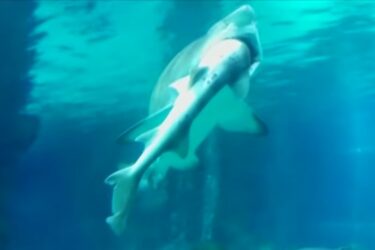 Slika od Jeziva snimka napada morskog psa: Velika ženka progutala manjeg mužjaka