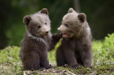 Slika od Kod Bakra snimljena dva medvjedića, majka im je u blizini. Izletnici i berači šparoga – oprez!
