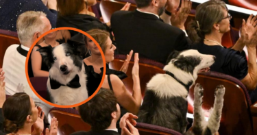 Slika od Ljudi umiru od smijeha jer su saznali kako je zapravo ovaj pas pljeskao na Oscarima