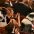 Slika od Ljudi umiru od smijeha jer su saznali kako je zapravo ovaj pas pljeskao na Oscarima