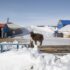 Slika od Mongoliju pogodila oštra zima: Ovakve hladnoće nije bilo 50 godina, uginuli milijuni životinja
