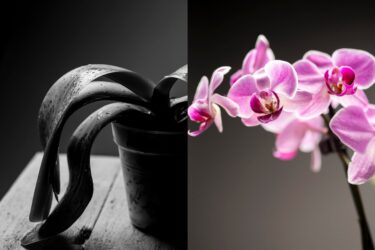Slika od Otkrila tajnu iz uzgoja: Udahnite život ocvaloj orhideji za nekoliko centi