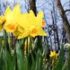 Slika od Ovih dana u Zagrebu sve ih je više: Znate li koja simbolika stoji iza ovog prekrasnog proljetnog cvijeta?