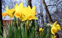 Slika od Ovih dana u Zagrebu sve ih je više: Znate li koja simbolika stoji iza ovog prekrasnog proljetnog cvijeta?