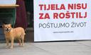 Slika od Prijatelji životinja organiziraju akciju na Jelačić placu: Kastracijom spriječite odlazak u zatvor