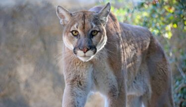Slika od Puma ubila muškarca u Kaliforniji, ozlijedila njegovog brata