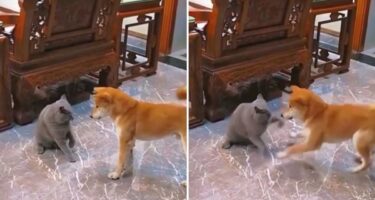 Slika od “Stisnula je turbo dugme”: Ovaj video svađe mace i psa je hit na internetu
