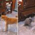 Slika od “Stisnula je turbo dugme”: Ovaj video svađe mace i psa je hit na internetu