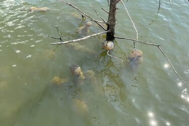 Slika od Stotine čudnih kugli izvučene iz jezera: Izgledaju kao izvanzemaljska jaja