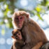 Slika od Tijekom procesa starenja makakiji se ponašaju slično ljudima