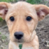 Slika od Tikki traži zauvijek dom, iz azila poručuju da se dobro slaže s drugim psima