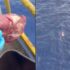 Slika od Tip je bacio meso u more, a onda je uslijedio jezivi prizor: ‘Predatori narušavaju sustav’