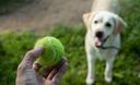 Slika od Trenerica otkrila iznenađujući razlog zašto vaš pas odbija donijeti lopticu kada mu je bacite