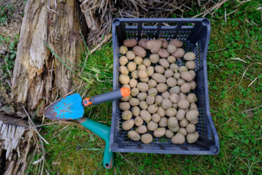 Slika od U Imotskoj krajini sadio krumpire i naletio na poskoka: Nije ga ubio, njegova reakcija iznenadila