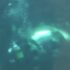 Slika od Veterinar zaronio u akvarij kako bi liječio morskog psa: Uslijedio pravi horor