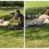 Slika od VIDEO Zlatni retriver upao na sat joge u parku, snimka je oduševila sve