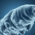 Slika od Znanstvenici su gen ovih čudesnih sićušnih stvorenja stavili u ljudske stanice i otkrili nešto nevjerojatno