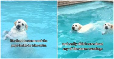 Slika od 6 milijuna pregleda: Labrador odbija izaći uz bazena unatoč upozorenju o tornadu