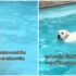 Slika od 6 milijuna pregleda: Labrador odbija izaći uz bazena unatoč upozorenju o tornadu