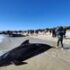 Slika od Akcija spašavanja u Australiji: Uspjeli spasiti preko stotinu nasukanih kitova
