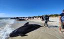 Slika od Akcija spašavanja u Australiji: Uspjeli spasiti preko stotinu nasukanih kitova