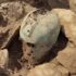 Slika od Arheološka senzacija iz srca Dalmacije: ‘Pronašli smo ilirsku kacigu, starija je od 2500 godina, a kao da je od jučer!‘