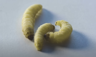 Slika od Biologinja slučajno otkrila da ovi crvići jedu i razgrađuju plastiku: Evo snimke